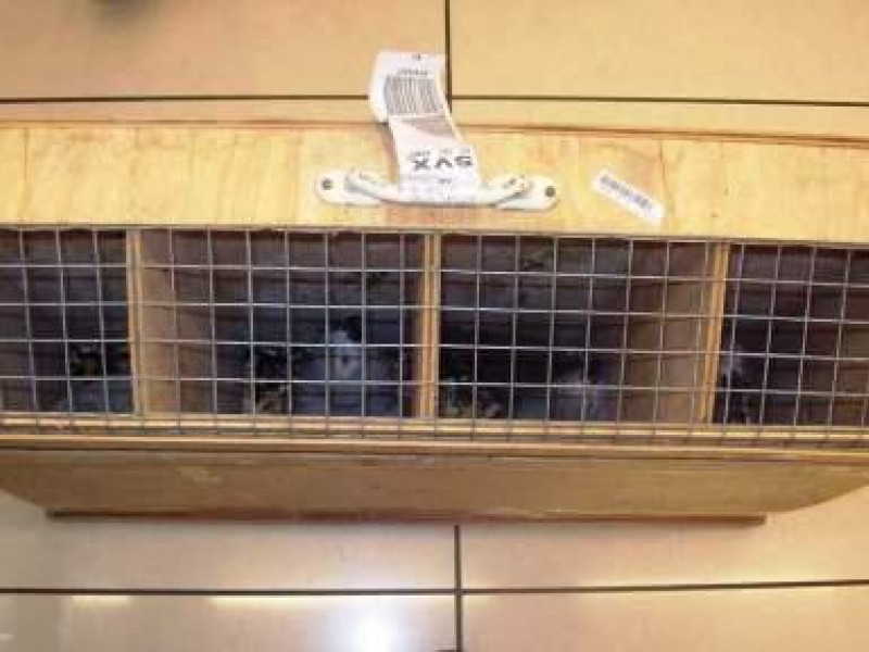 В аэропорту задержаны попугаи