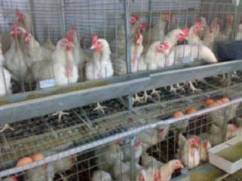 Продажа птицефабрик «Свердловская» и «Первоуральская» отложена на неопределенный срок