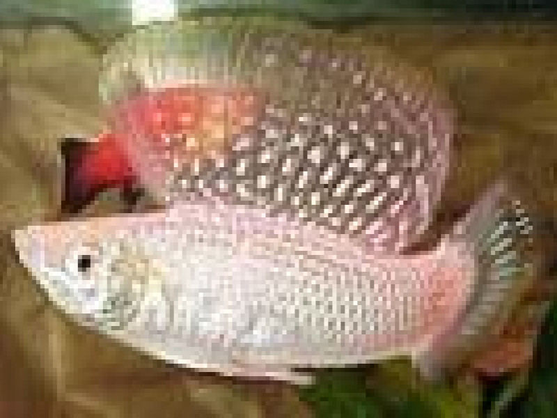 В аэропорту "Кольцово" досмотрен экзотический груз