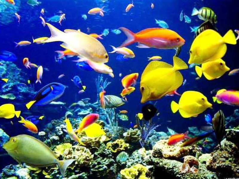 На территорию Российской Федерации из Израиля ввезли аквариумных рыбок и полипов