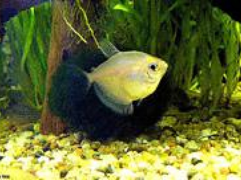 Из Малайзии ввезли аквариумных рыбок, черепах и креветок