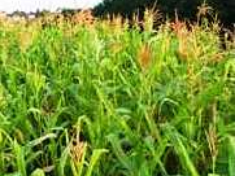 Вниманию сельскохозяйственных предприятий