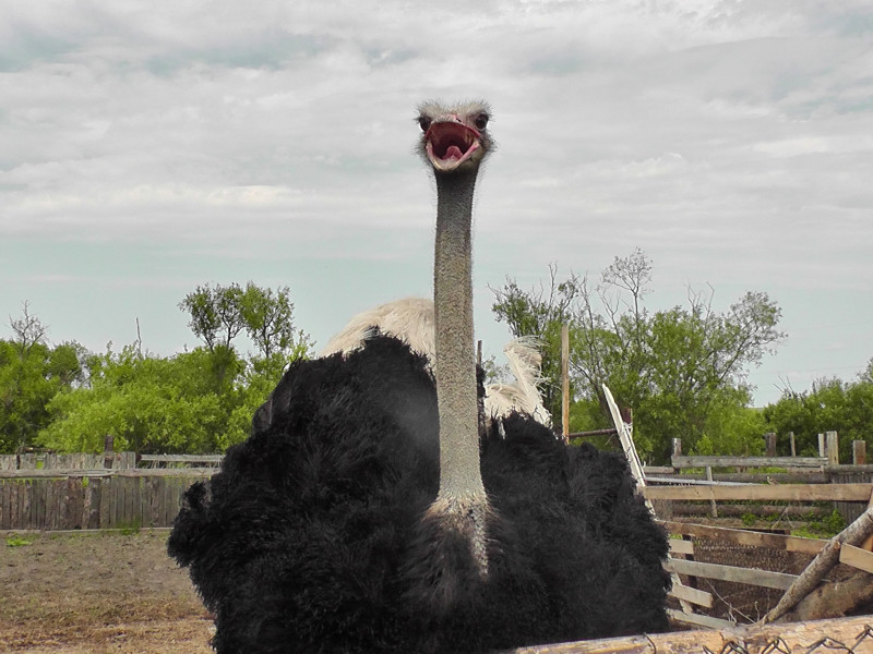 Страус Нельсон, который содержится на сельхозучастке Ирбитского СИЗО, от весеннего паводка не пострадал