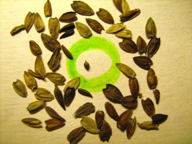 Зараженные семена уничтожены