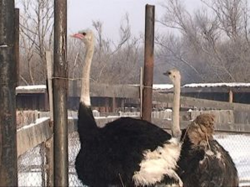 В Ирбитском СИЗО выращивают африканских страусов