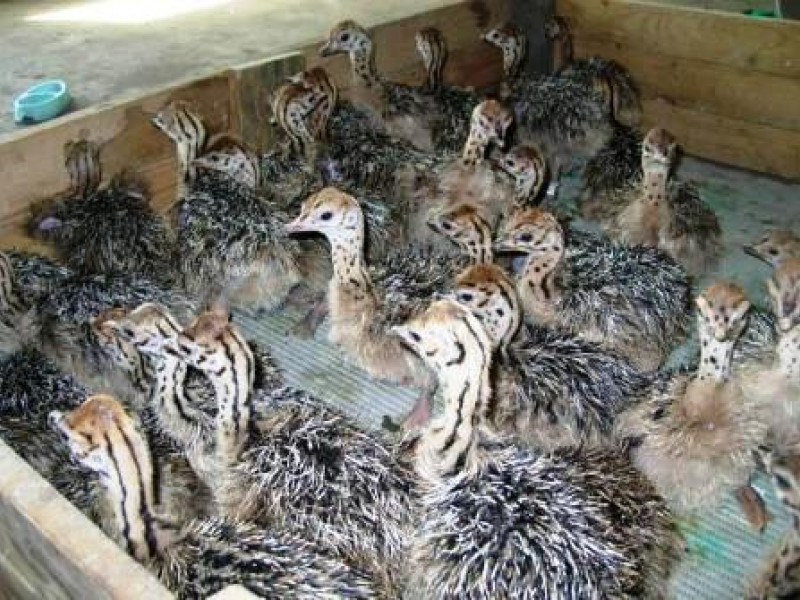 Ввоз черных африканских страусят на территорию Свердловской области