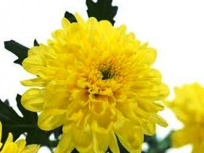 Срезы хризантемы с карантинным вредителем