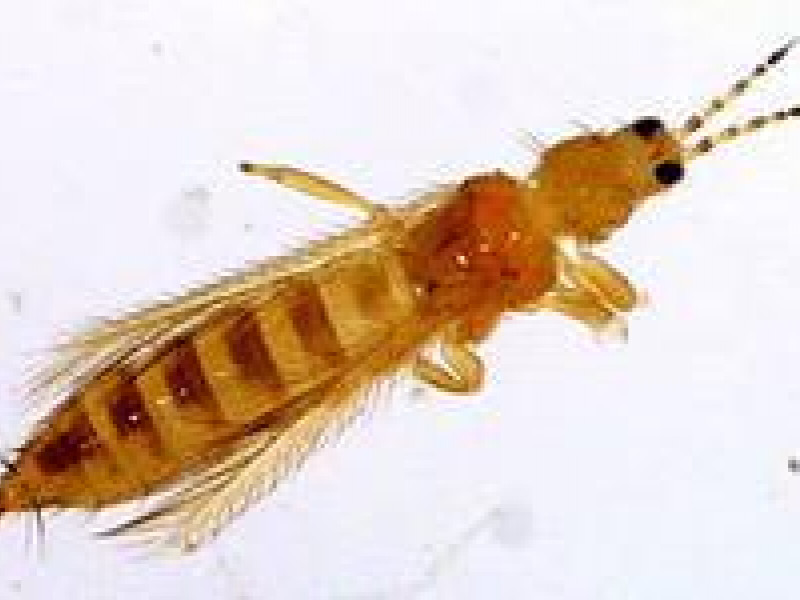 Зараженные цветы пришлось сжечь