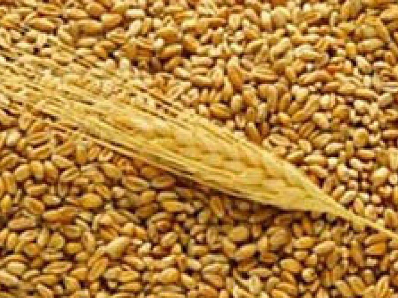 Свердловские аграрии намолотили 832 тысячи тонн зерна