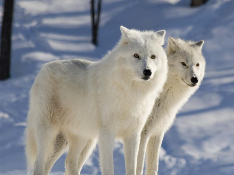 Ввоз зоопарковых животных на территорию Российской Федерации