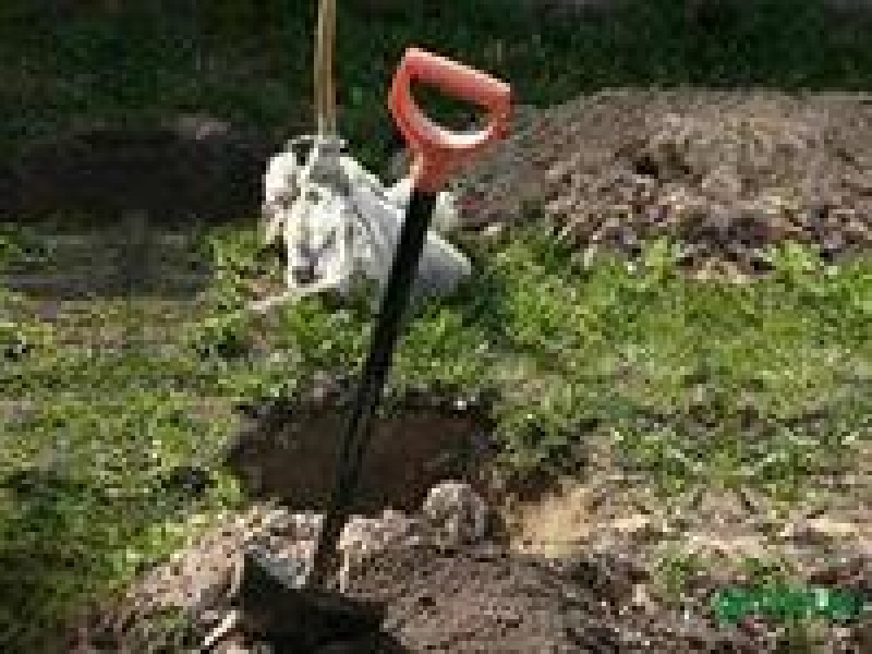 Здесь БУДЕТ город-сад?