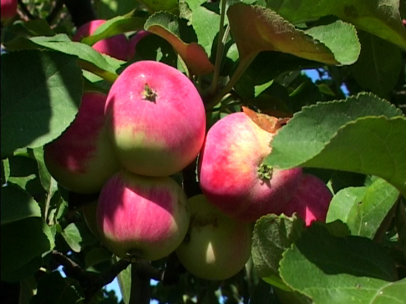 Уральские яблоки