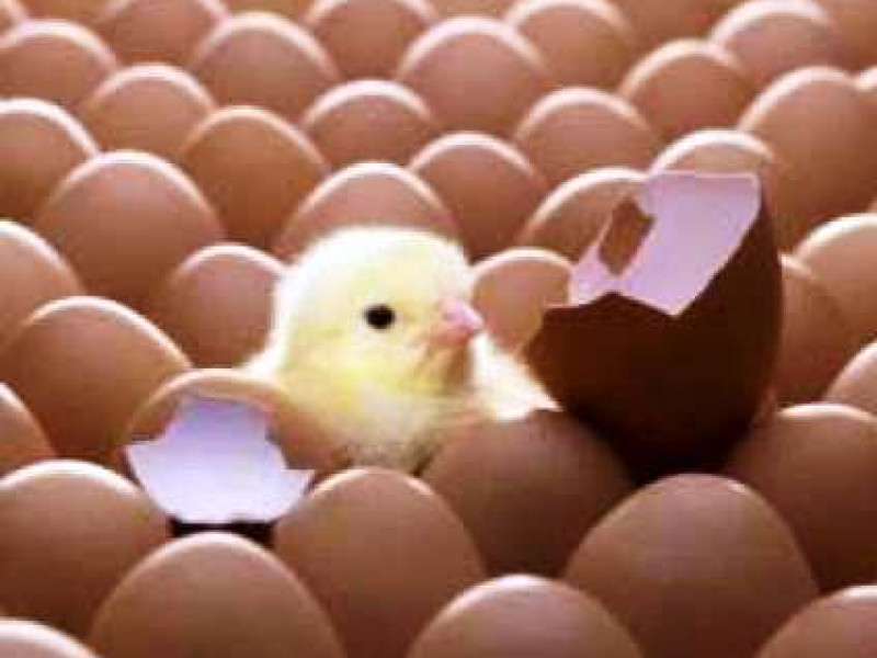 Экспорт племенного яйца в Монголию