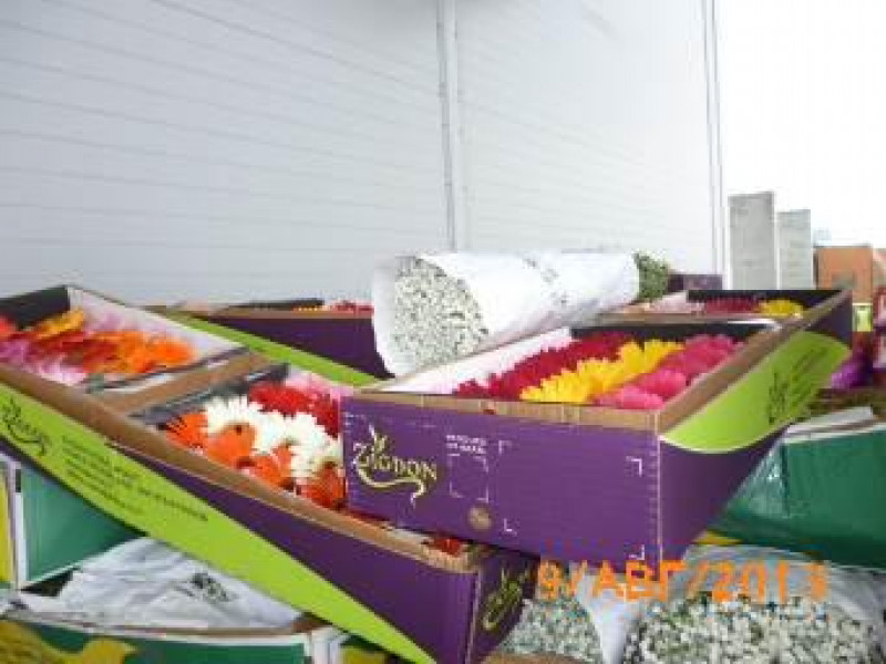 Зараженные срезы цветов сожжены