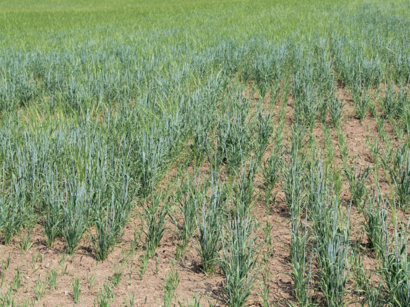 Заготовка кормов в Ирбитском районе