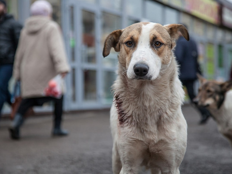 бездомные собаки