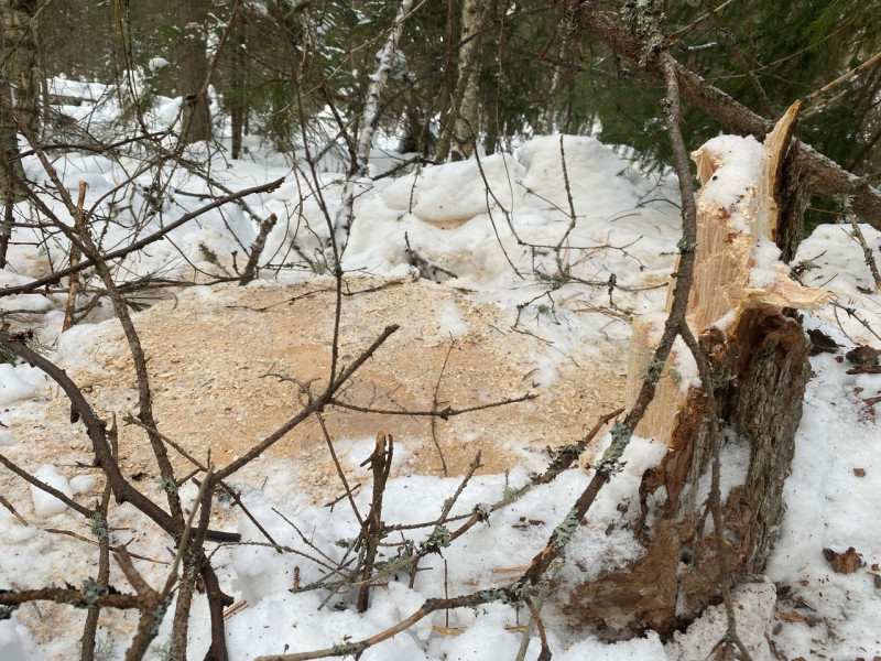 В Ирбите по материалам полиции суд вынес приговор жителю Ирбитского района за незаконную рубку лесных насаждений