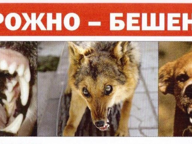 Осторожно - бешенство!