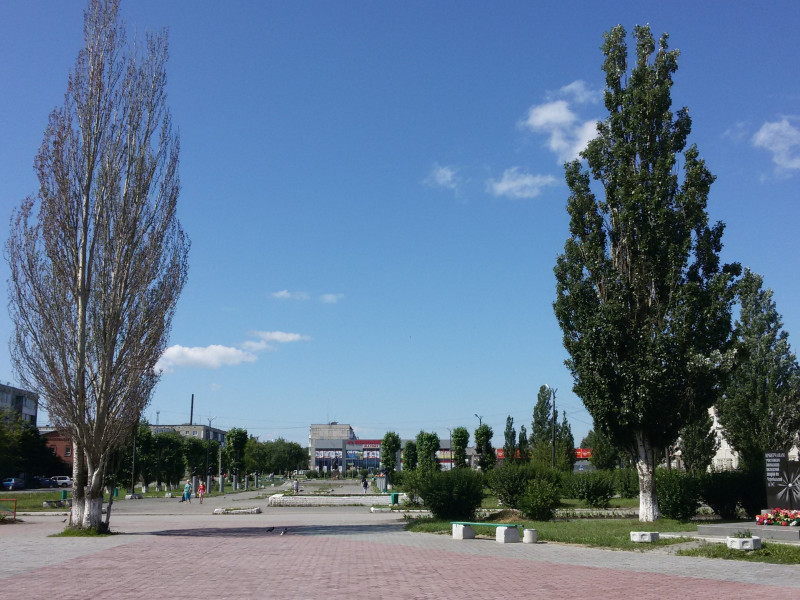 Алексей Кононов: благоустройство бульвара Победы привело к гибели уникального пирамидального тополя