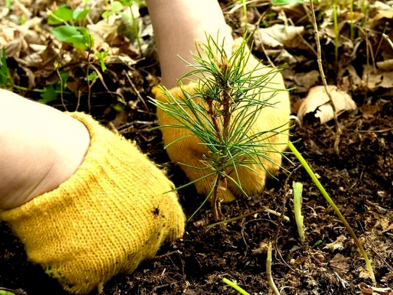 Посадим лес вместе!